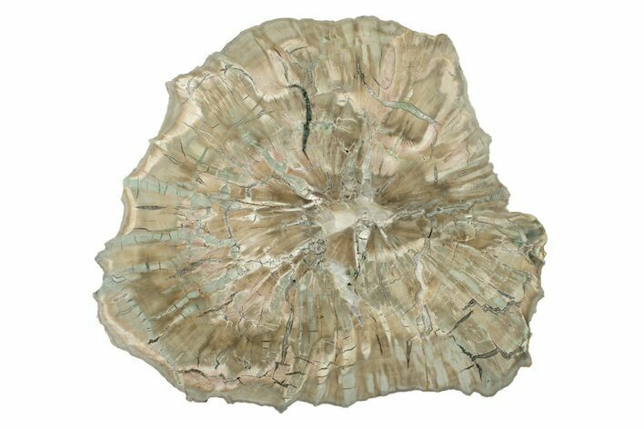 Petrified Wood (Woodworthia) Round - Arizona #242415